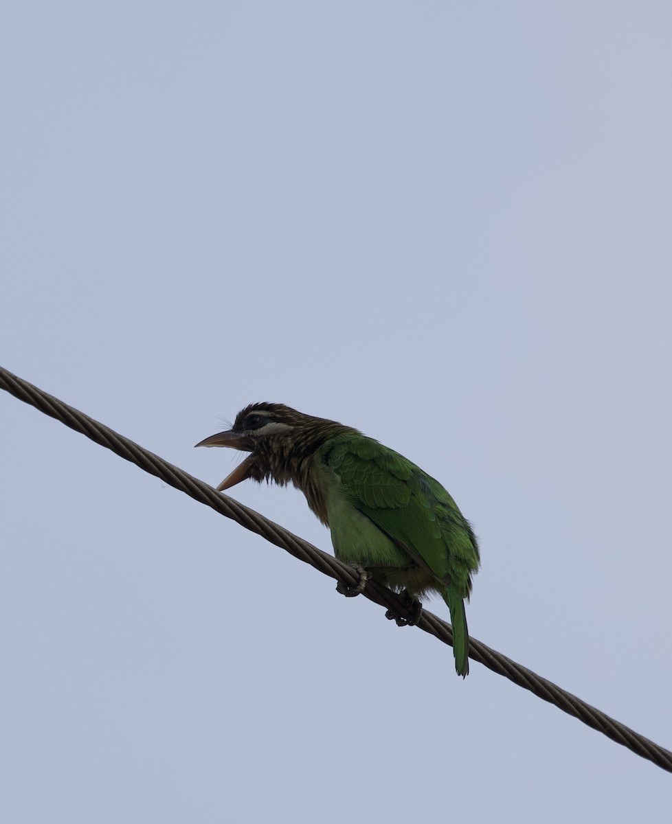 White-cheeked Barbet - ML317626471