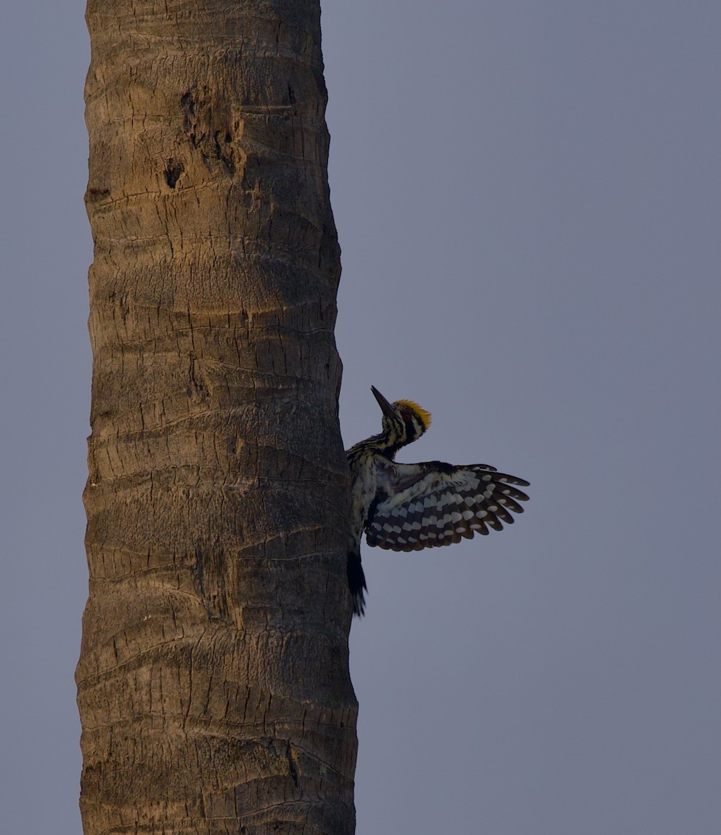 White-naped Woodpecker - ML317626541