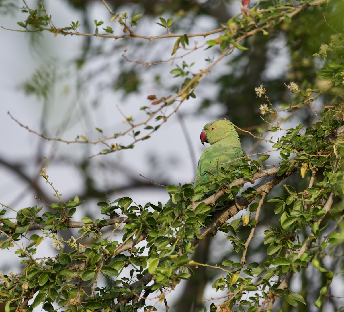 Rose-ringed Parakeet - ML317626641