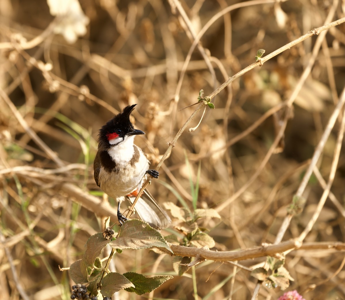 Red-whiskered Bulbul - ML317626651