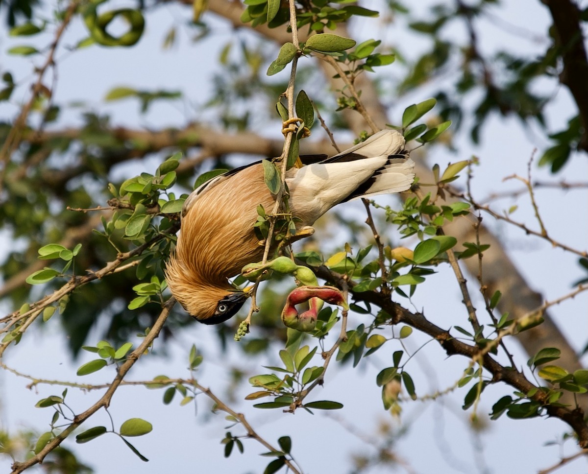 Brahminy Starling - ML317626661