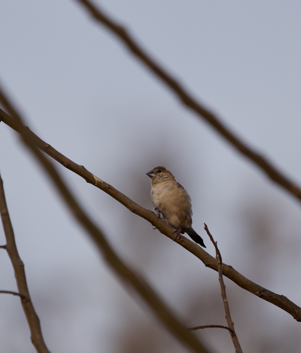 Indian Silverbill - ML317626761