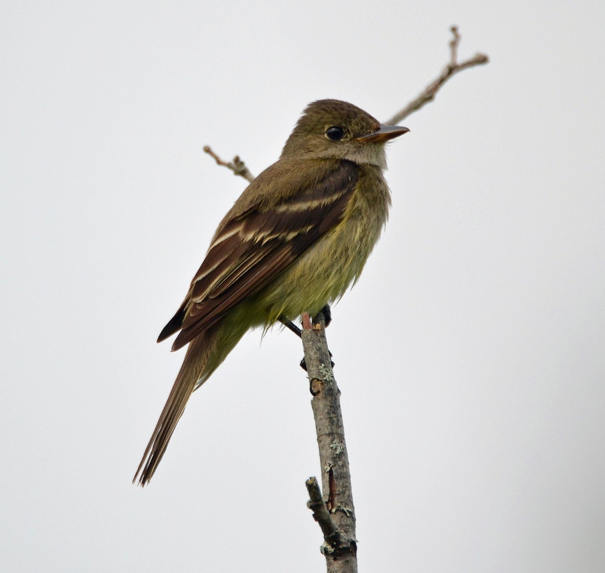 Alder Flycatcher - ML31762791