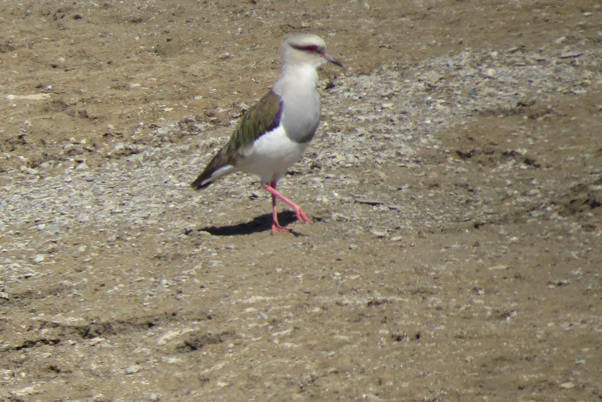 Andean Lapwing - ML31762811