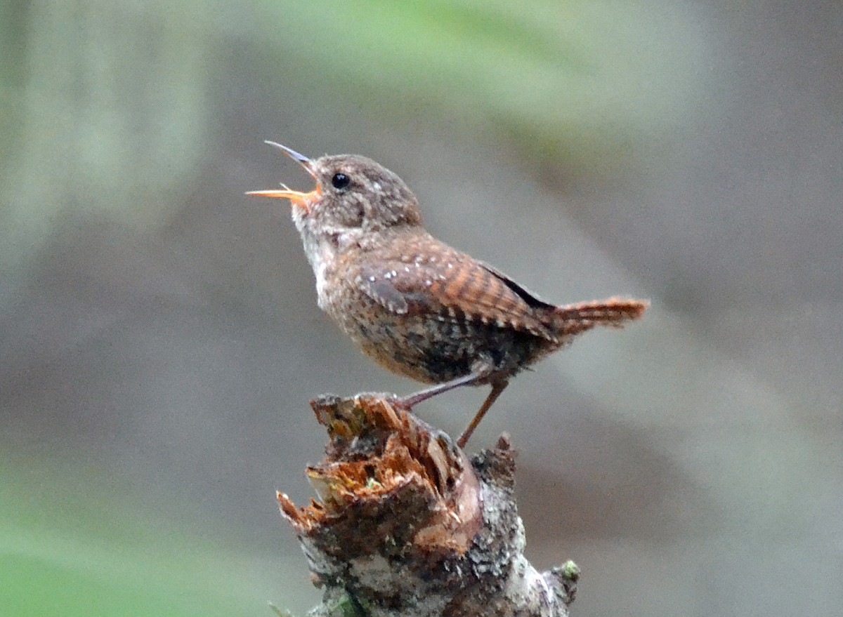 Winter Wren - ML31762961