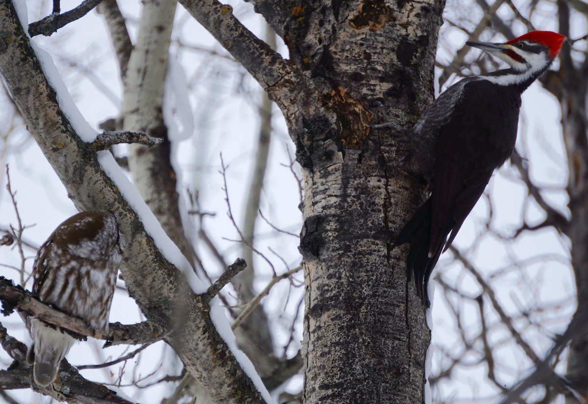 Boreal Owl - ML317630011