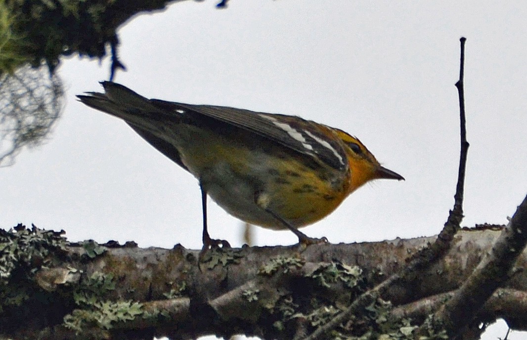 Blackburnian Warbler - ML31763021