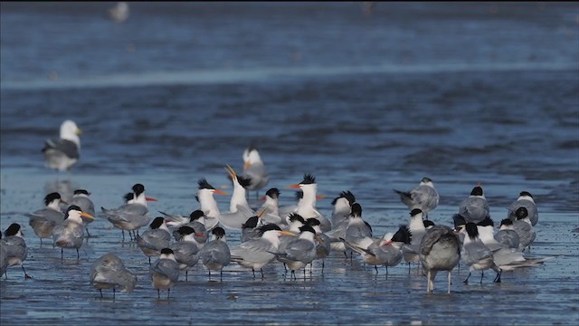 Elegant Tern - ML317631421