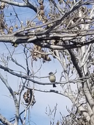 Say's Phoebe - ML317632491