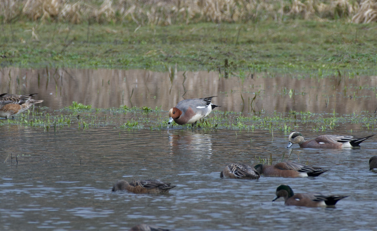 Eurasian Wigeon - Christopher Brown