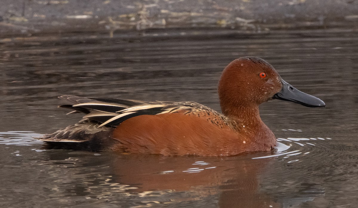 Cinnamon Teal - ML317635431