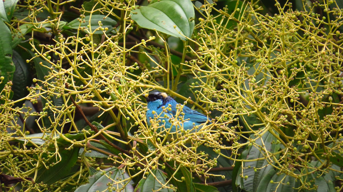 Golden-naped Tanager - Jorge Muñoz García   CAQUETA BIRDING