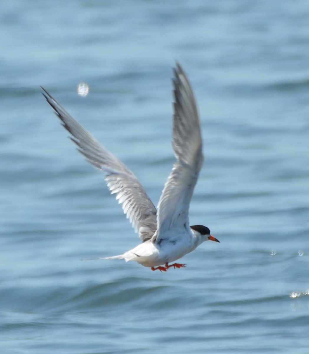 Forster's Tern - ML31763691