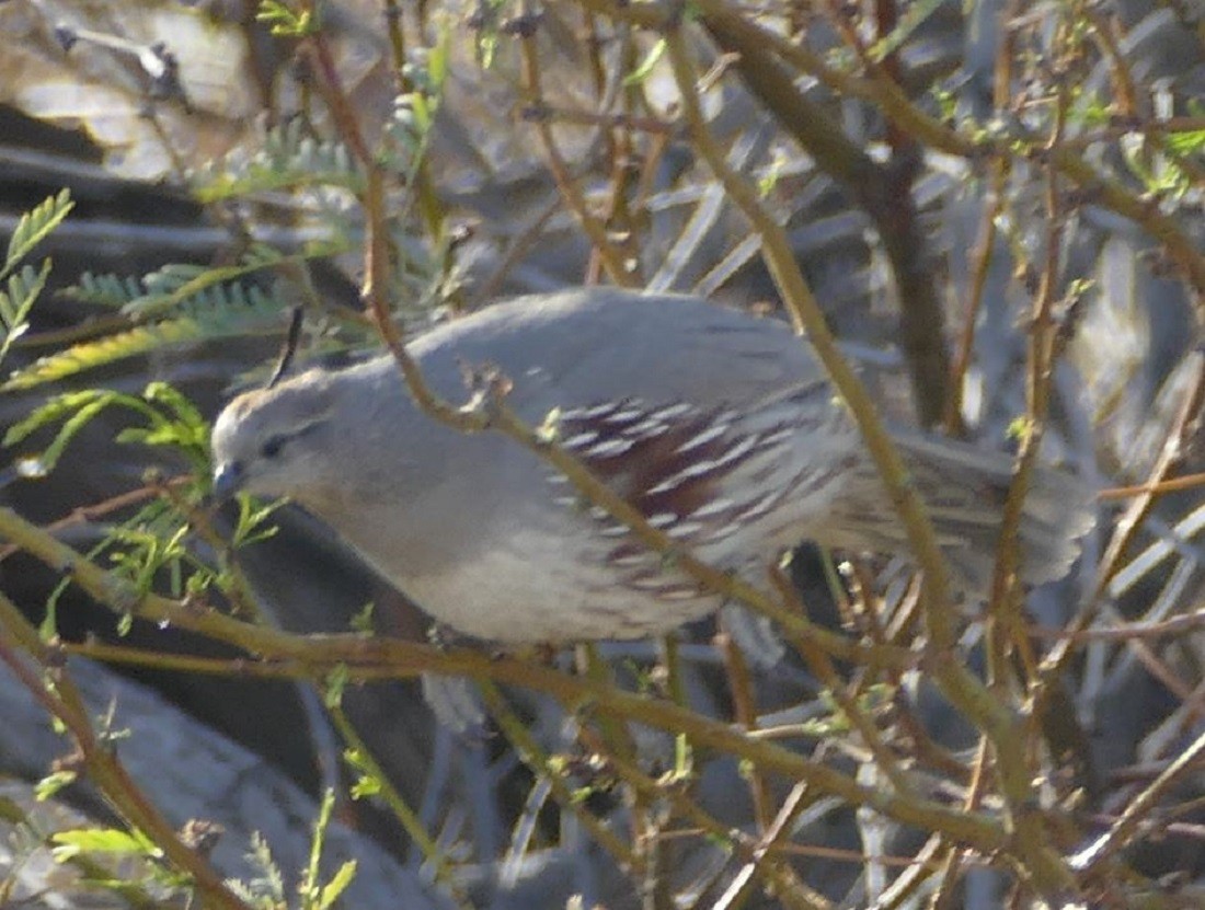 Gambel's Quail - ML317637401