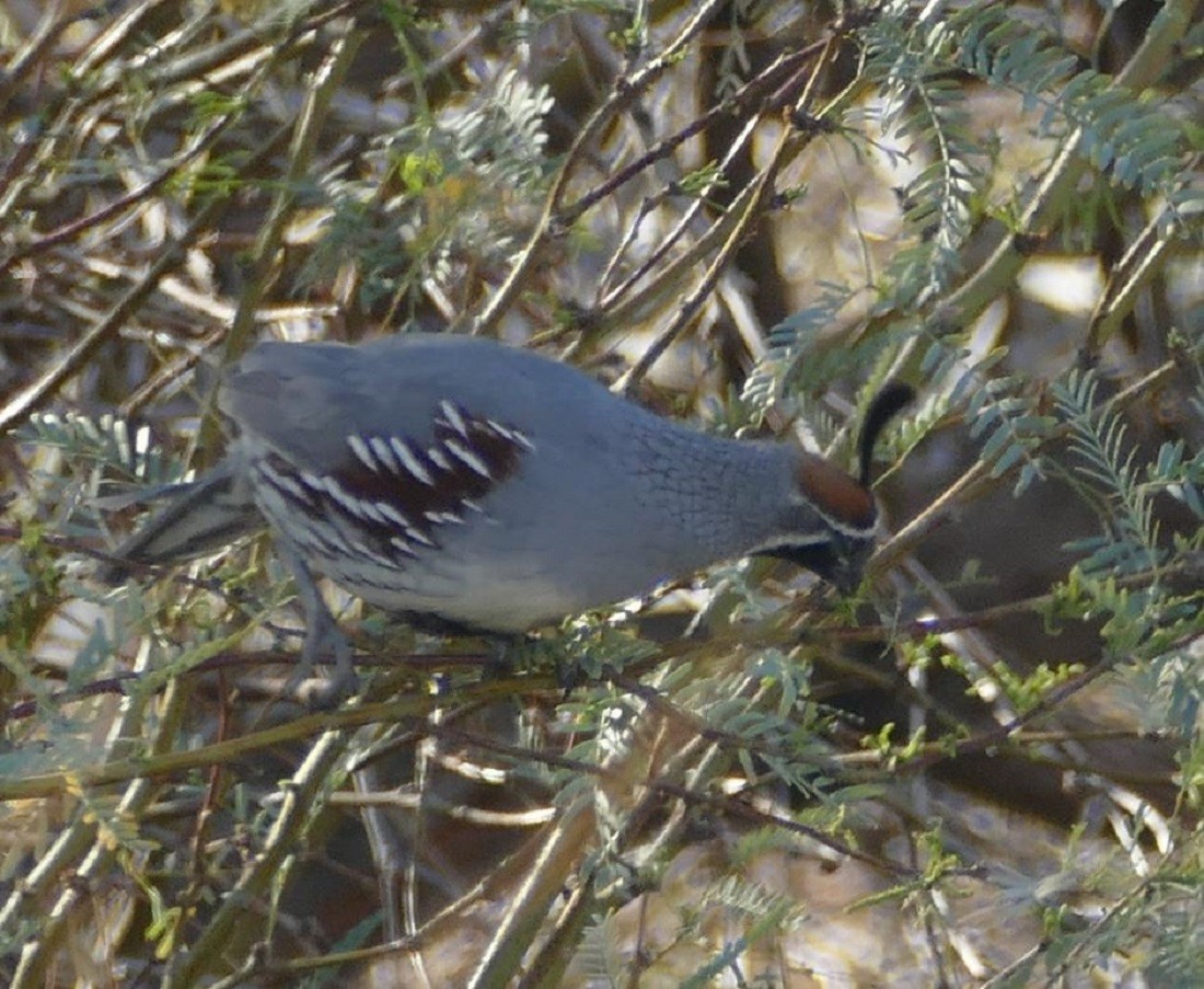 Gambel's Quail - ML317637411