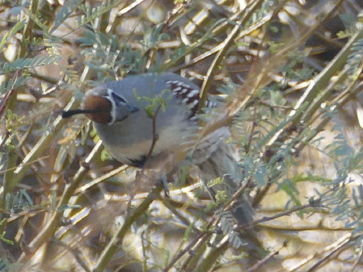 Gambel's Quail - ML317637421