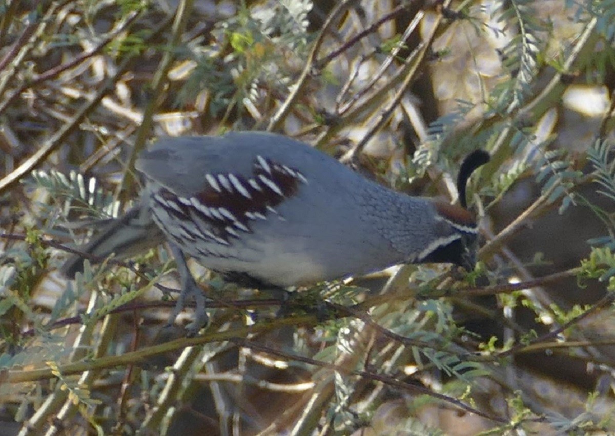 Gambel's Quail - ML317637451