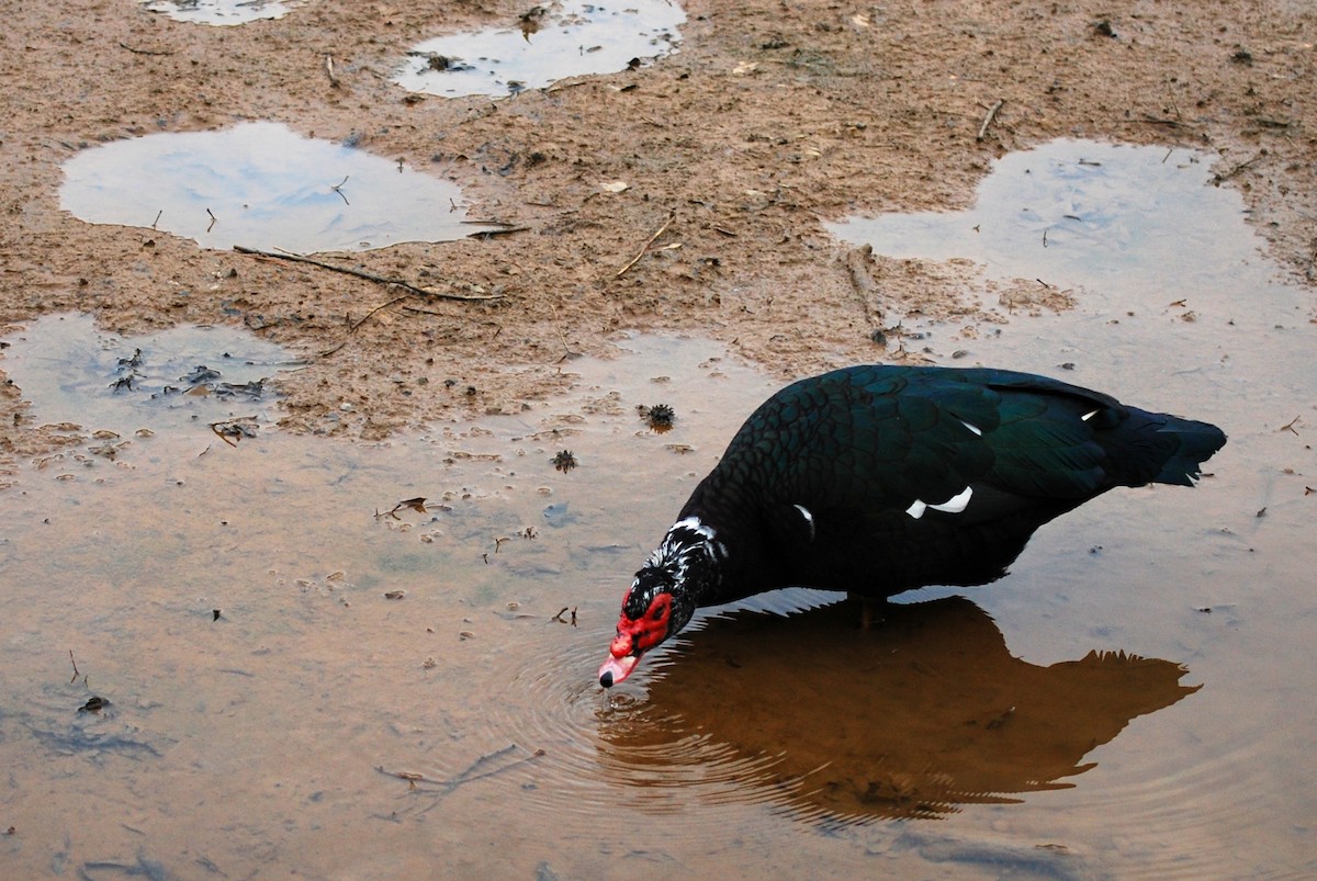 Muscovy Duck (Domestic type) - ML317639651
