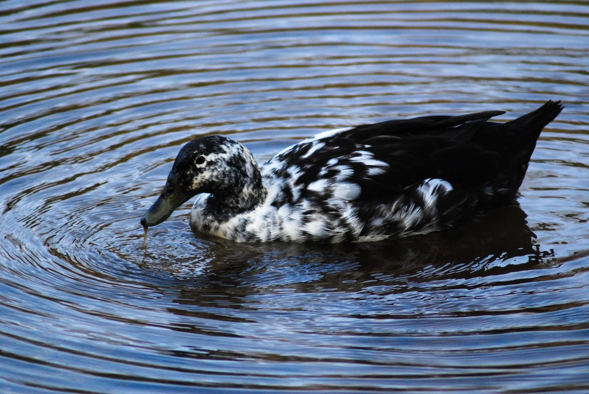 鴨亞科(鴨類) - ML317639701