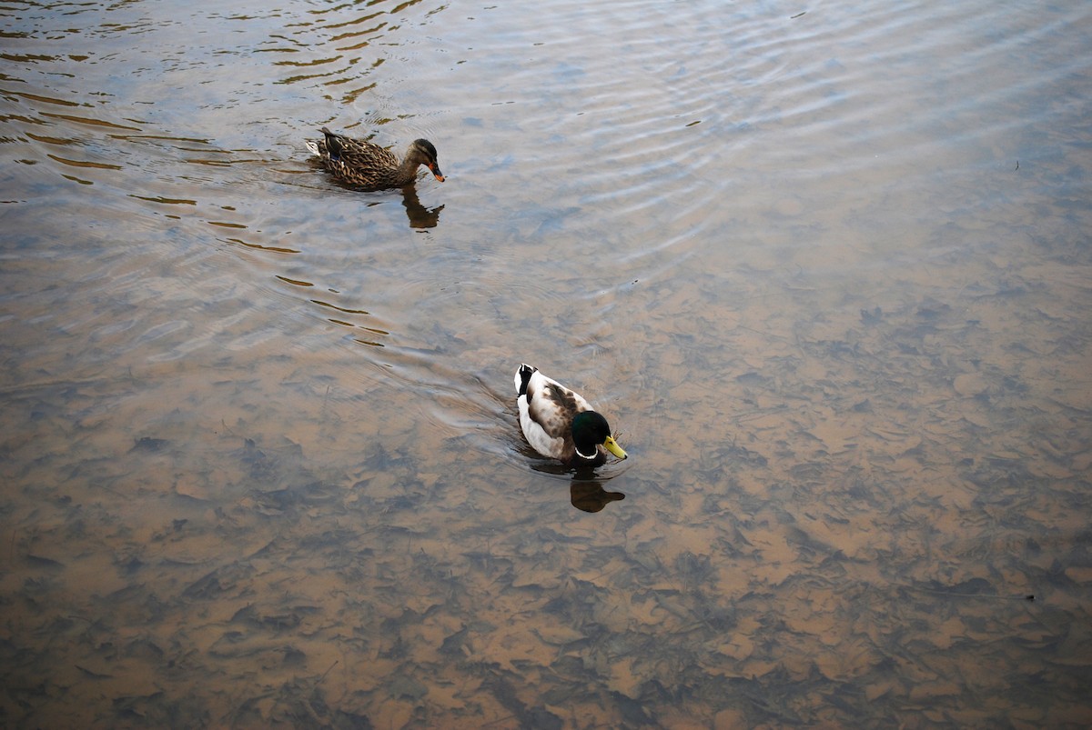 綠頭鴨 - ML317639741