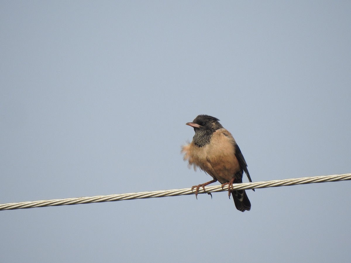 Rosy Starling - ML317640591
