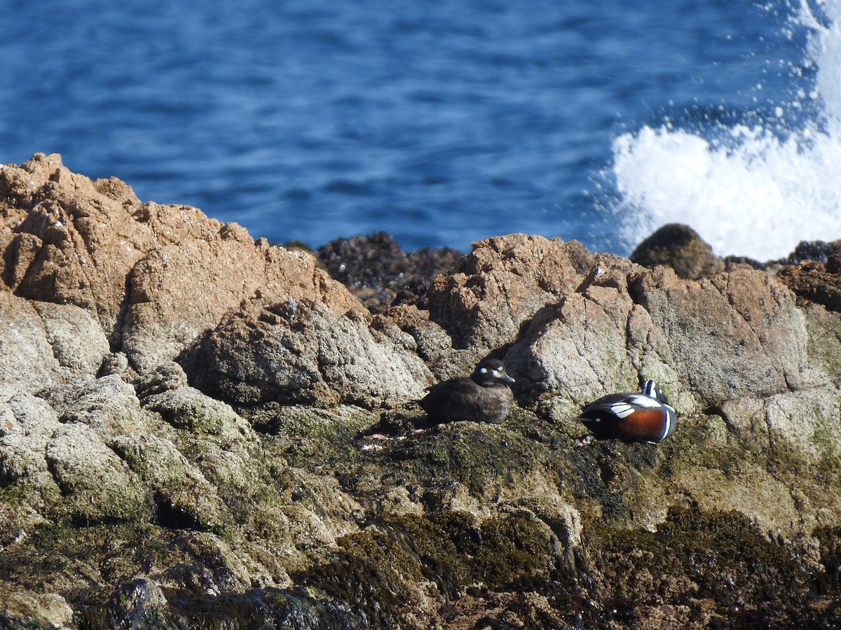 Harlequin Duck - Cho Byungbeom