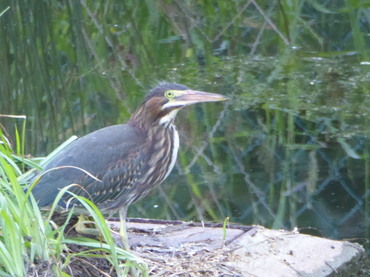 Green Heron - ML31764121