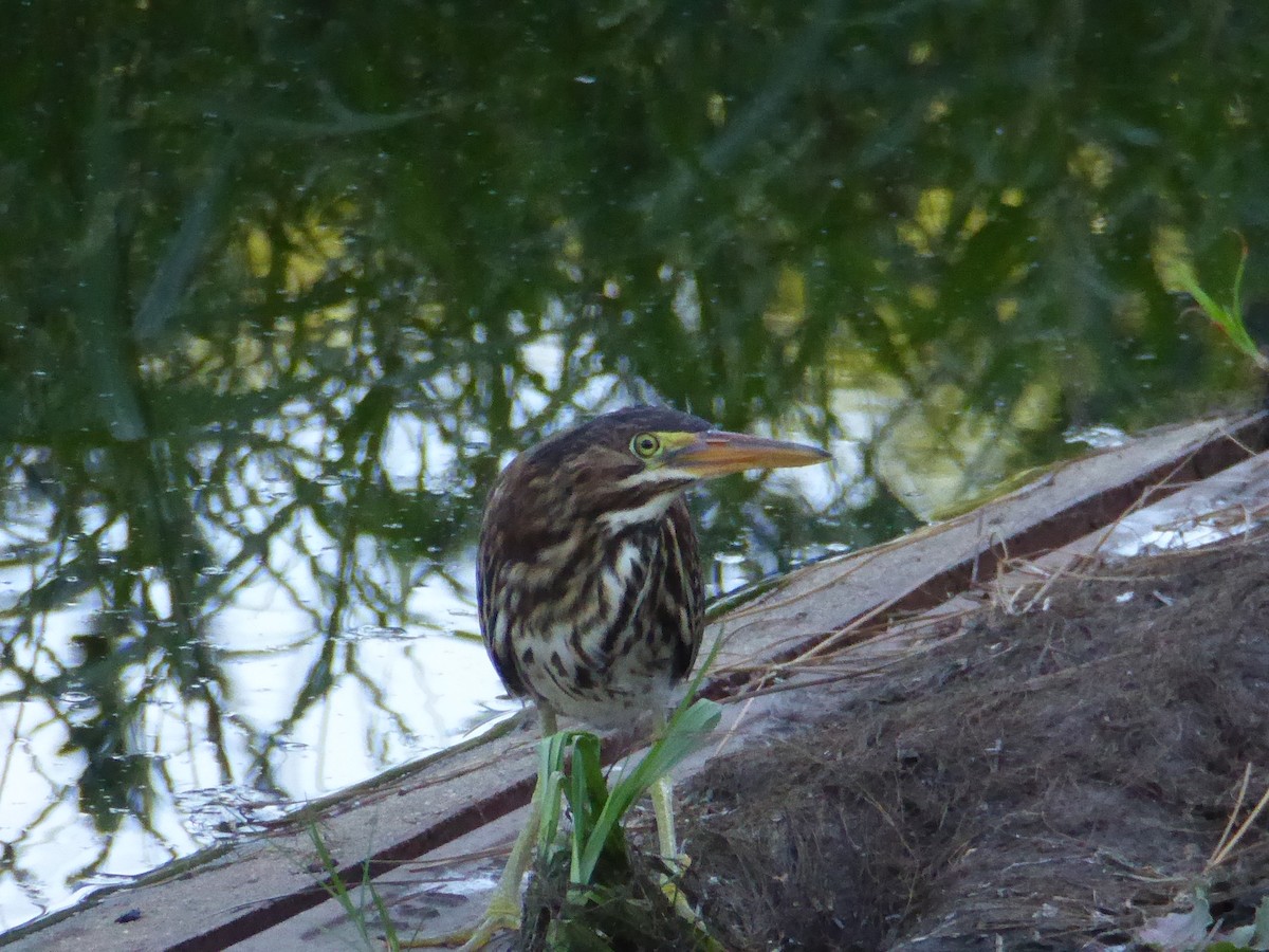 Green Heron - John Amoroso