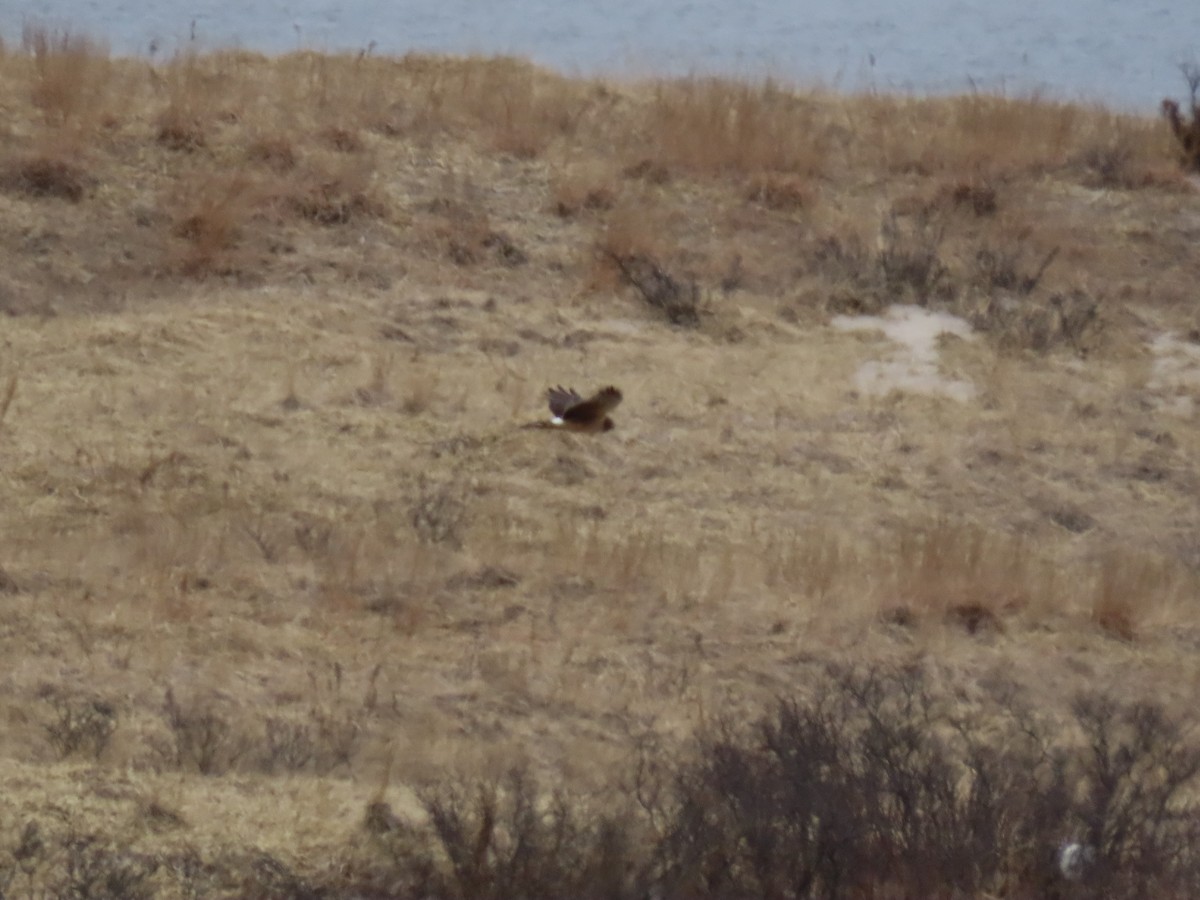 Northern Harrier - ML317641411