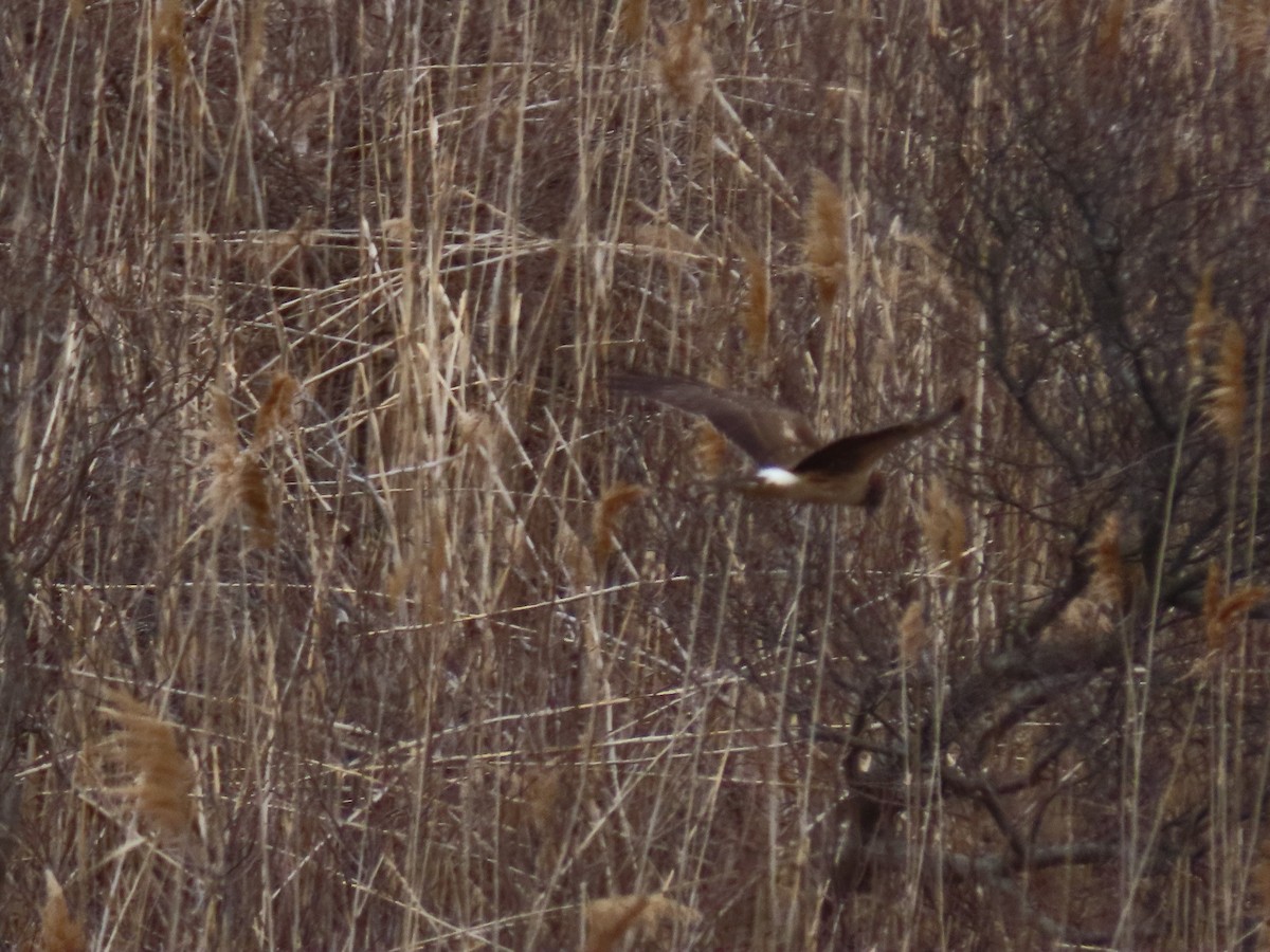 Northern Harrier - ML317641421