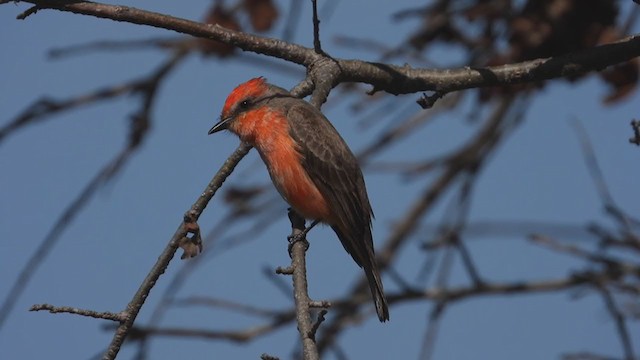 Vermilion Flycatcher - ML317642061