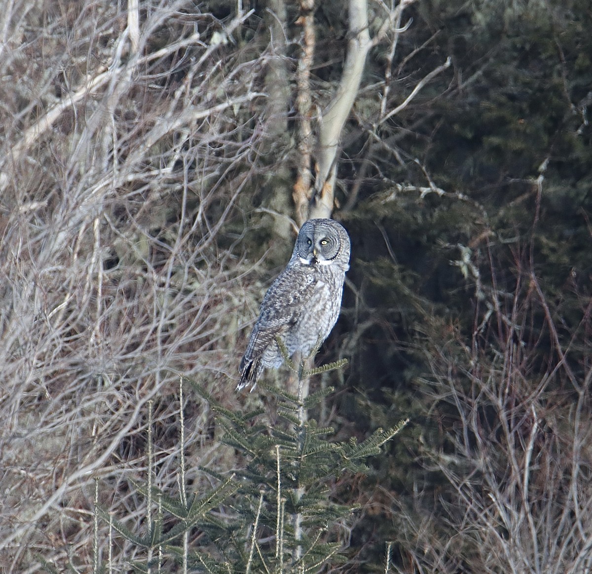 Great Gray Owl (American) - ML317645171