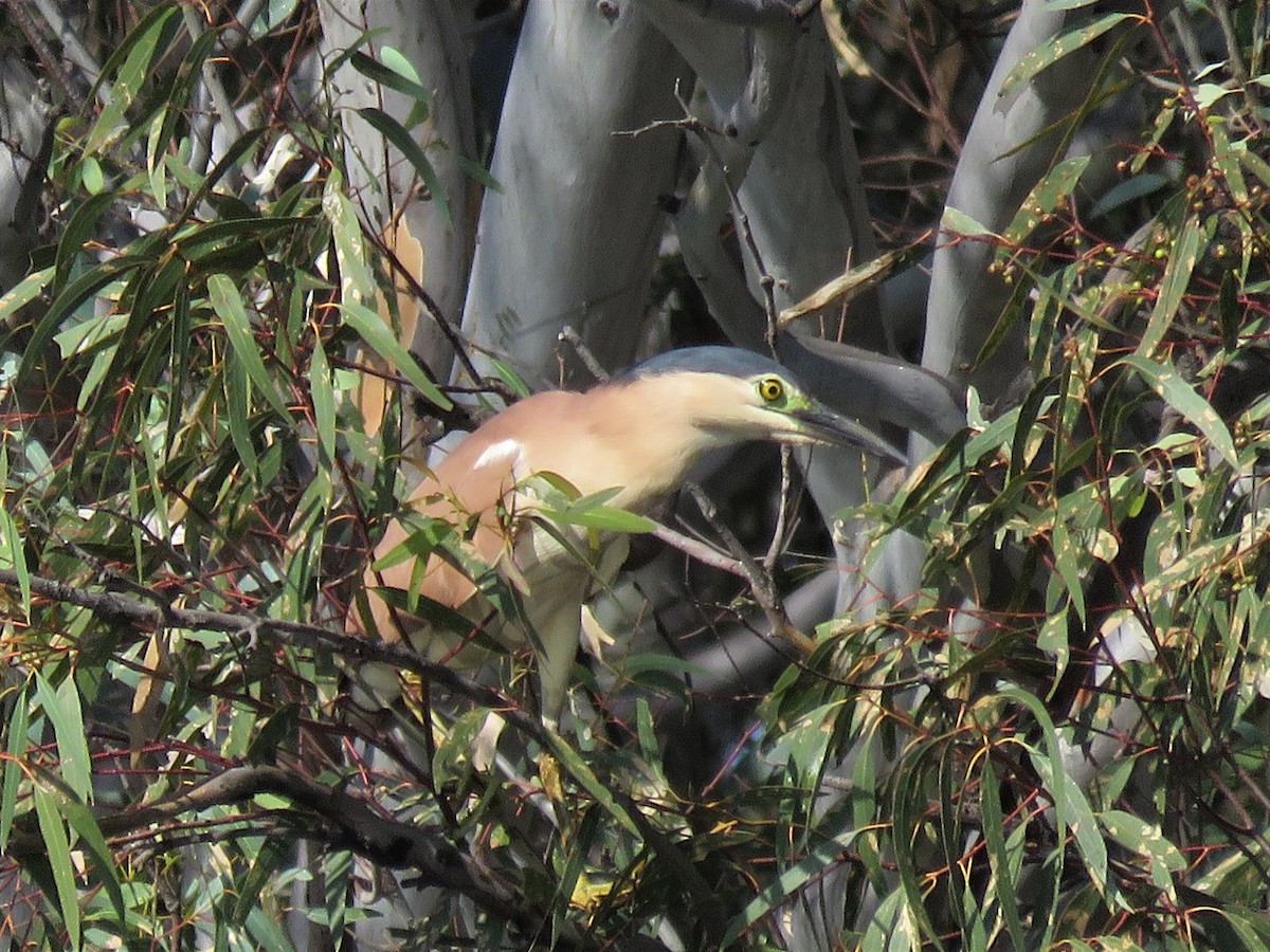 Nankeen Night Heron - ML317645971