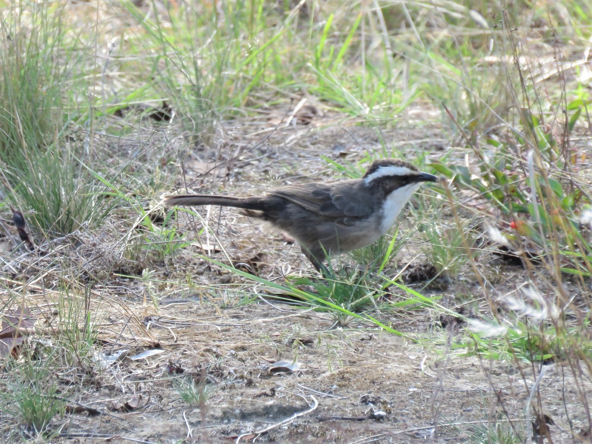 White-browed Babbler - ML317645981