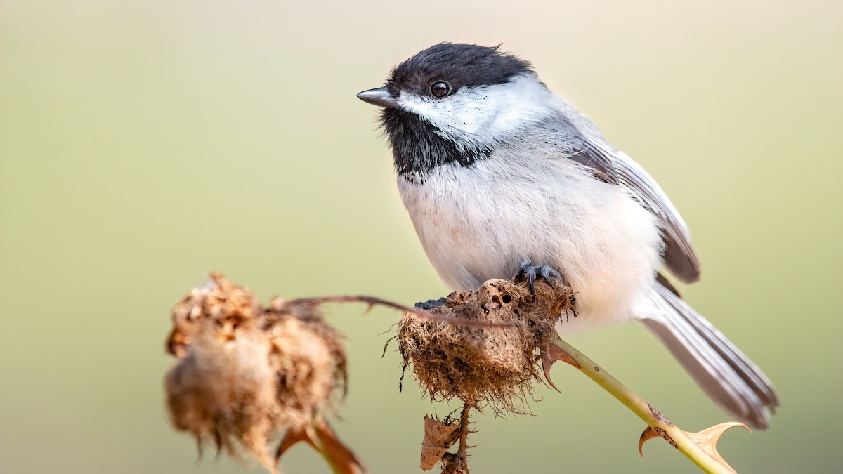 Black-capped Chickadee - ML317647531