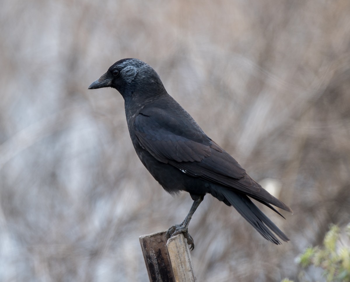 Daurian Jackdaw - Kai Pflug