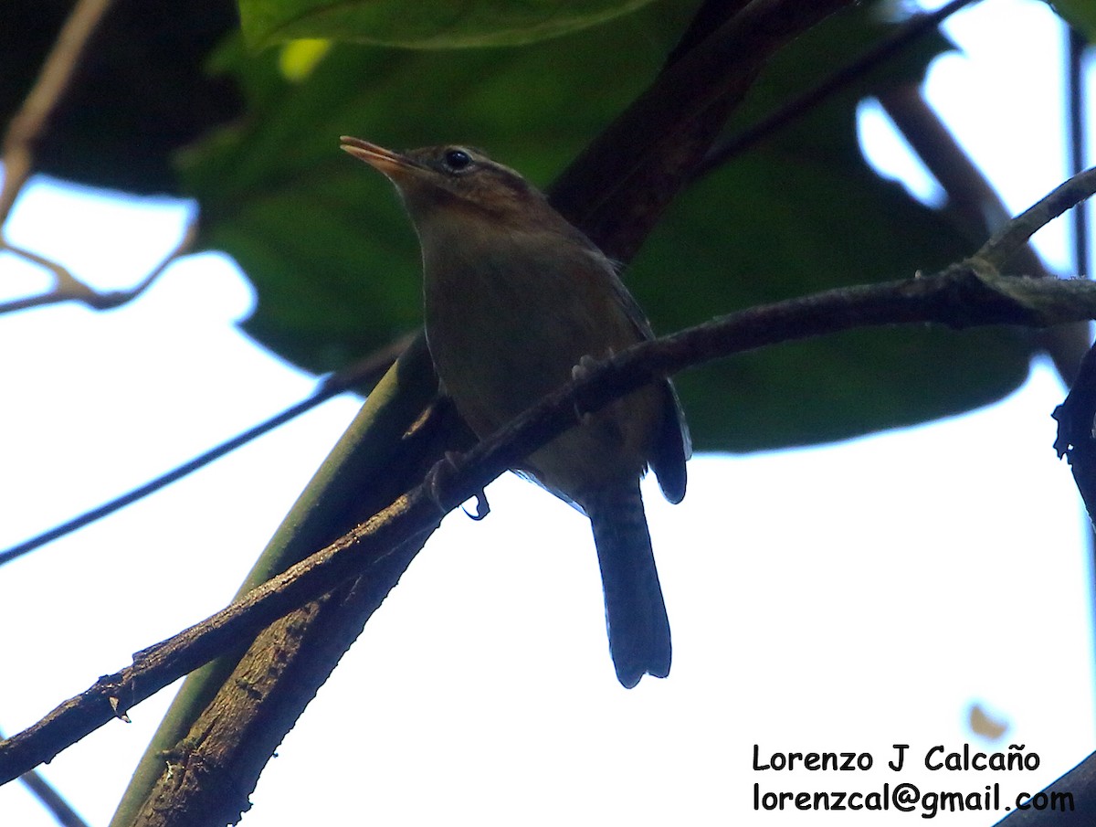 Mountain Wren - ML317650461