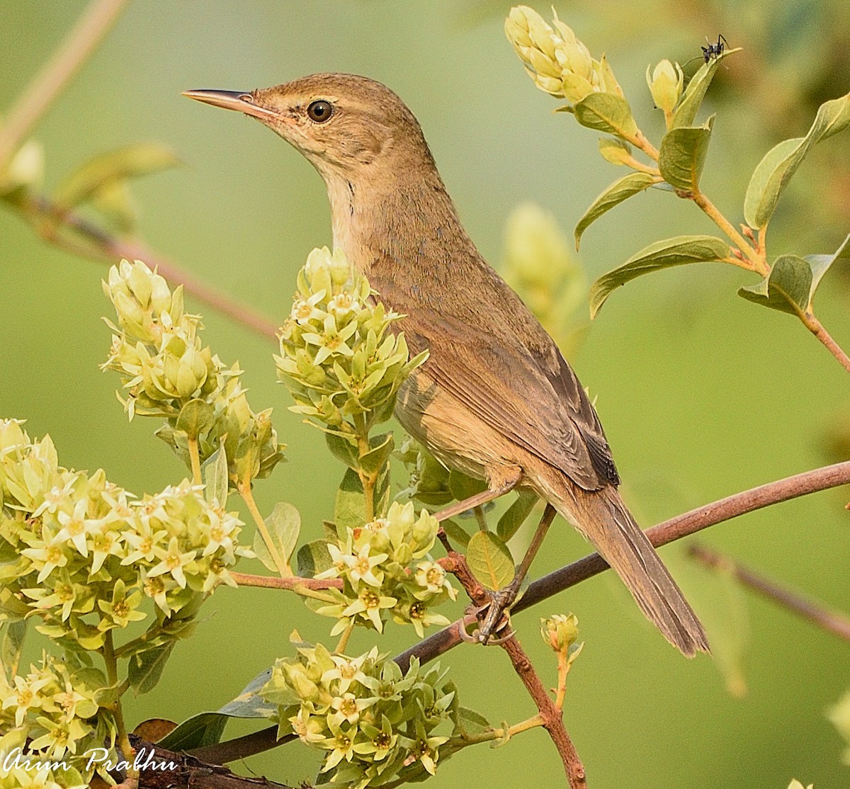 Blyth's Reed Warbler - ML317652261
