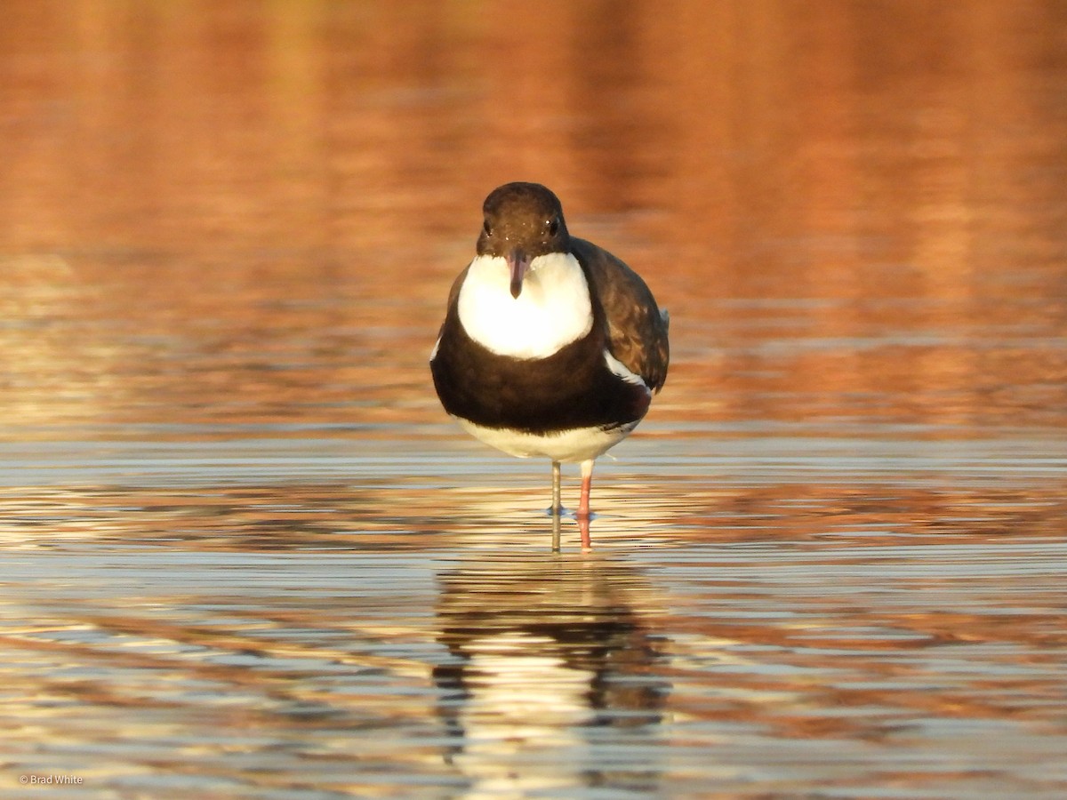 Red-kneed Dotterel - ML317653141