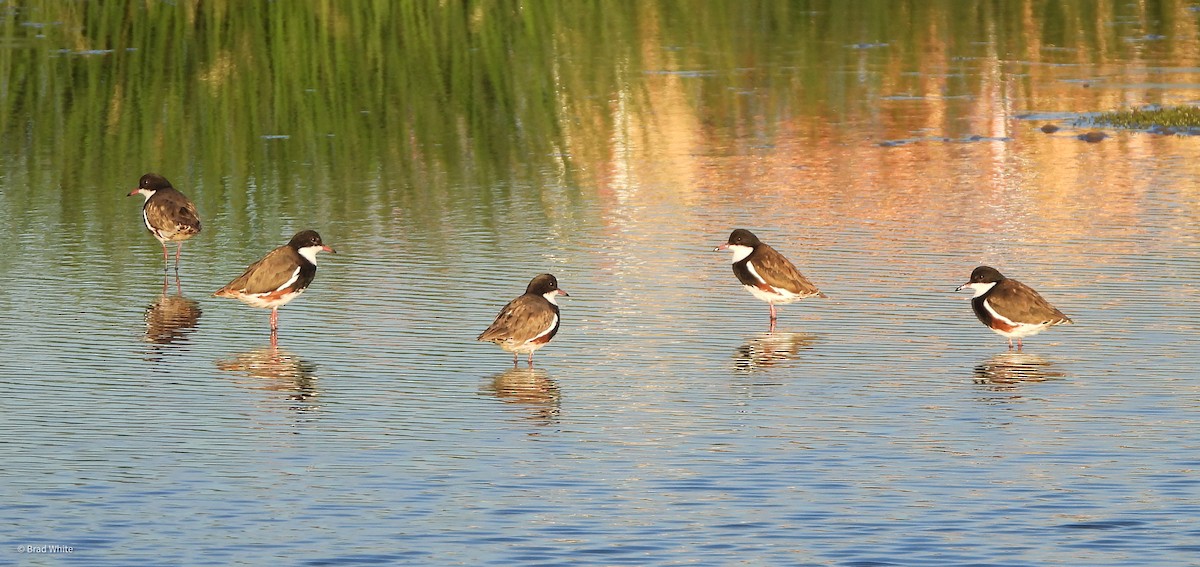 Red-kneed Dotterel - ML317653151