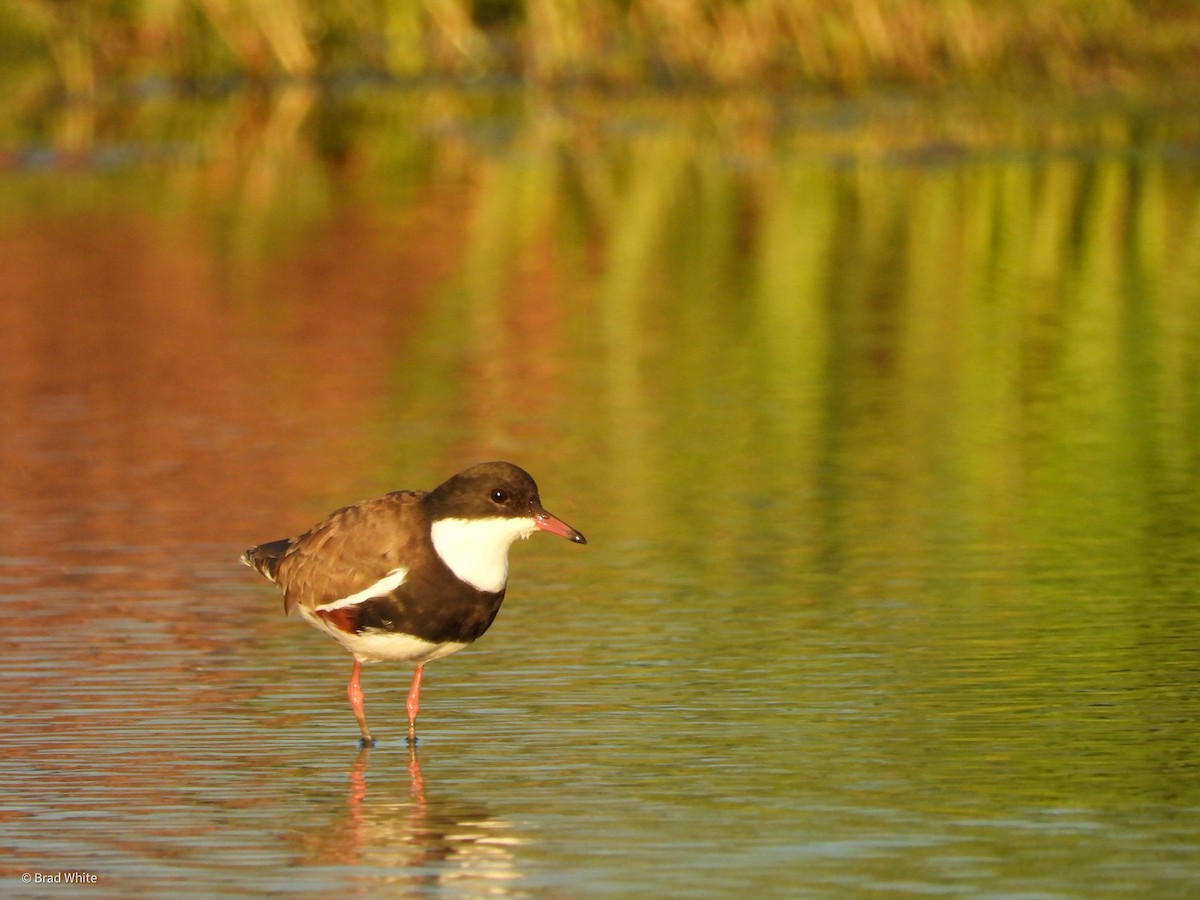 Red-kneed Dotterel - ML317653181