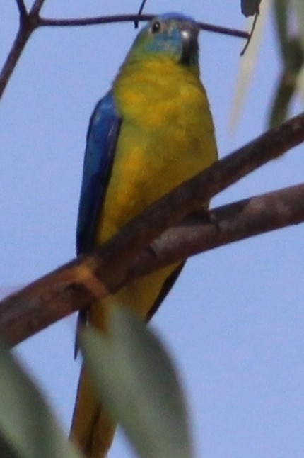 Turquoise Parrot - ML31765321