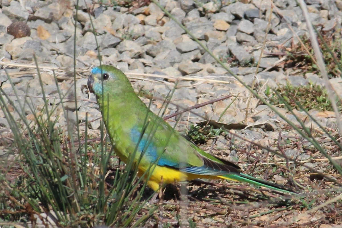 Turquoise Parrot - ML31765331