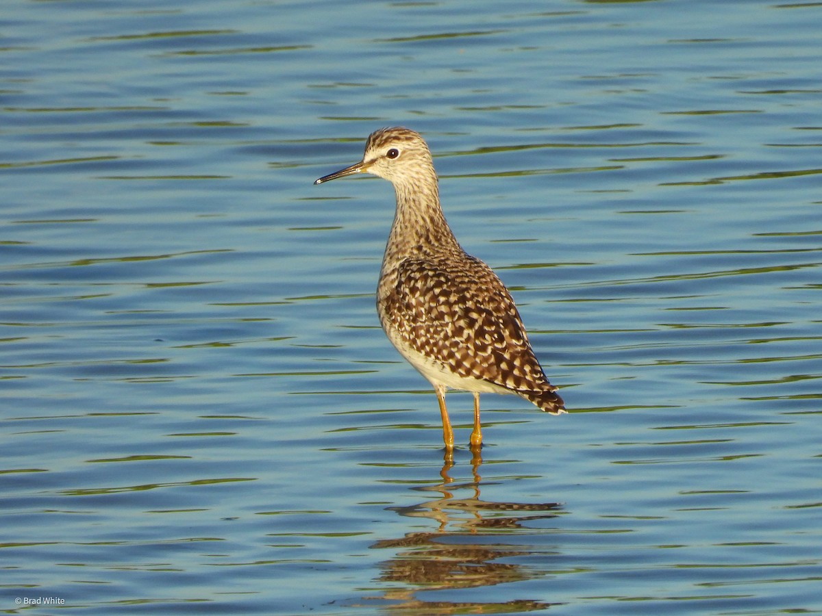 Wood Sandpiper - Brad White