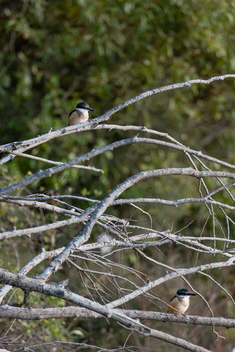 Sacred Kingfisher - ANTONIO DE SOUZA