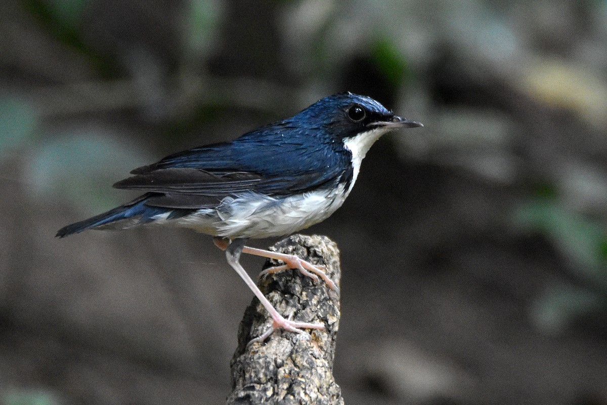 Siberian Blue Robin - ML317653611