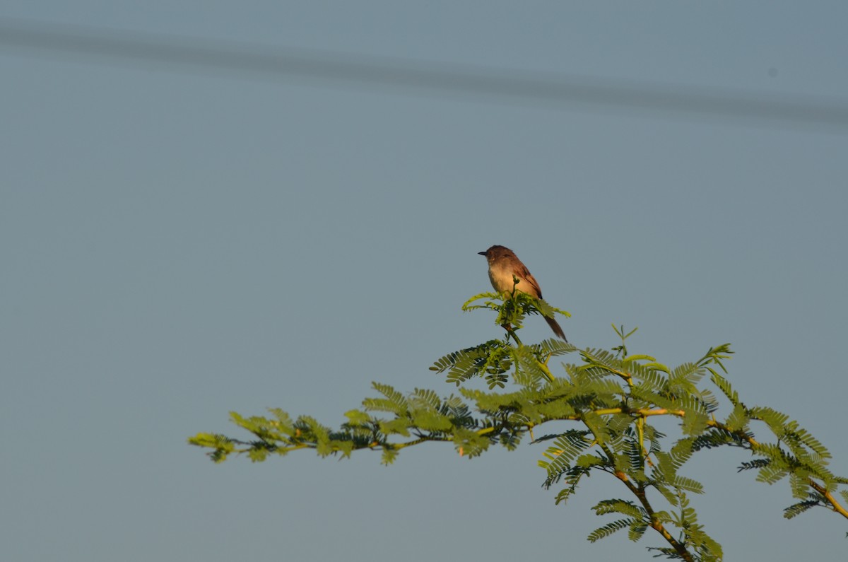 Jungle Prinia - vaazhaikumar kumar