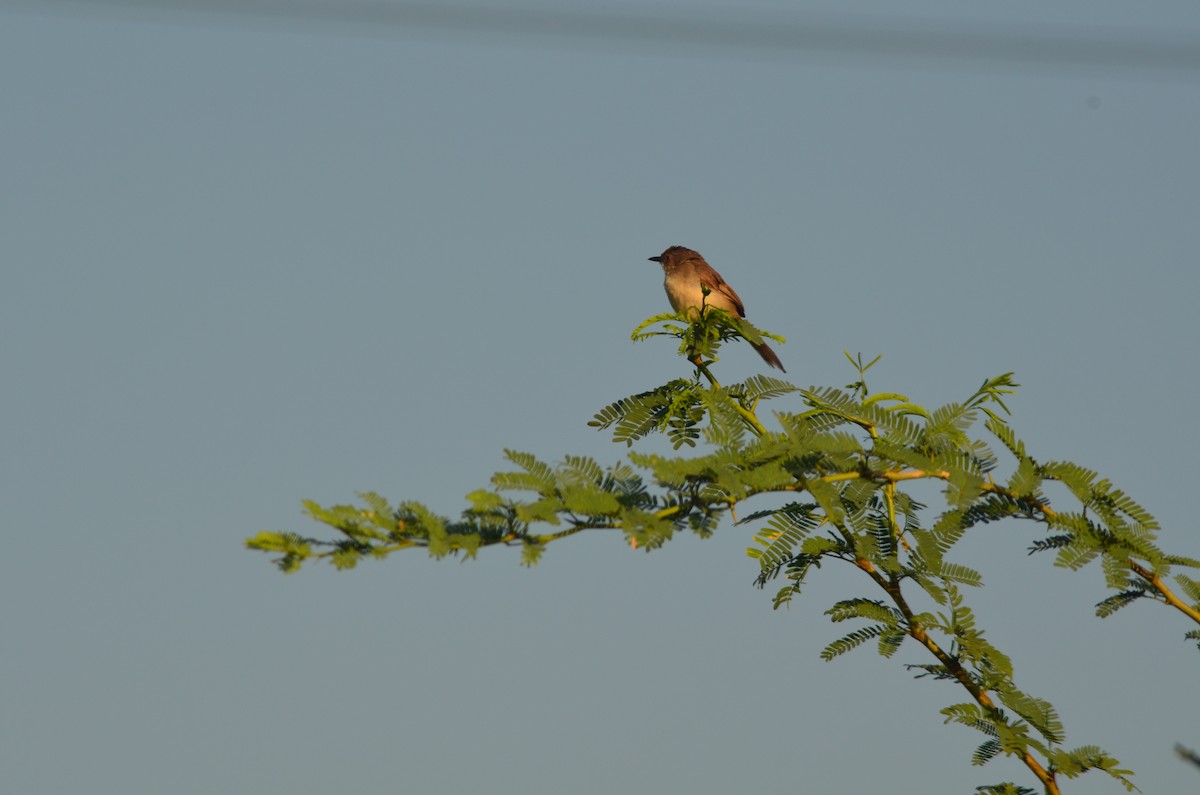 Prinia Selvática - ML317653721