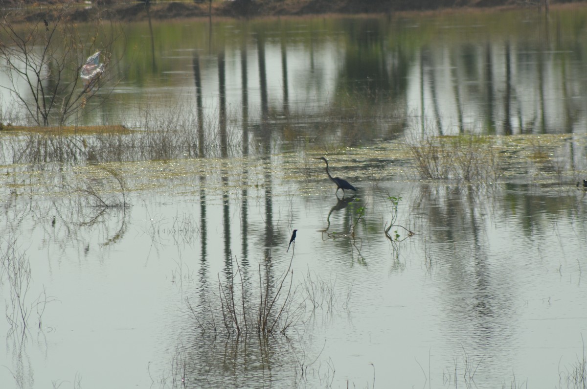 Purple Heron - vaazhaikumar kumar