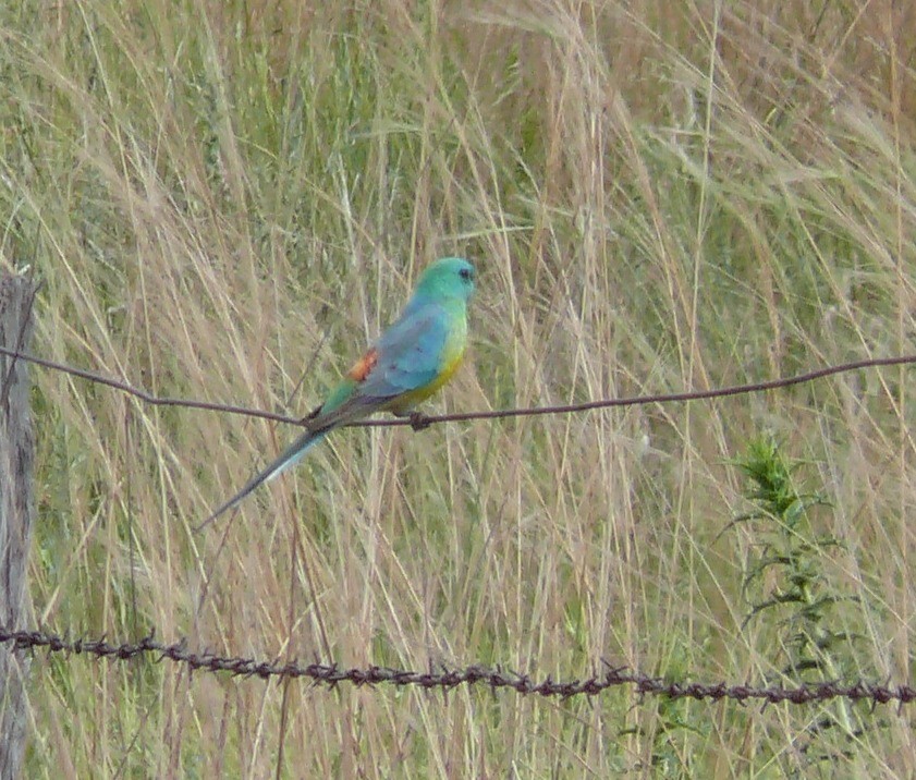 Red-rumped Parrot - ML317654191